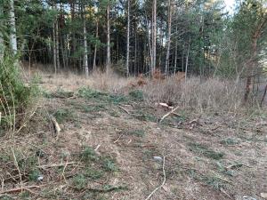 Palčje - Juršče obcestni pas (6)